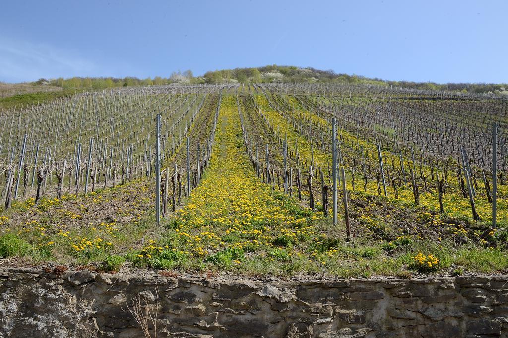 Appartement Weingut Rosenbaum à Briedel Extérieur photo